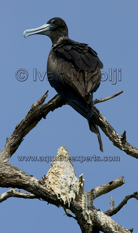 pajaros venezolanos